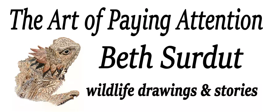 Ink drawings on live-edge wood in an outdoor setting