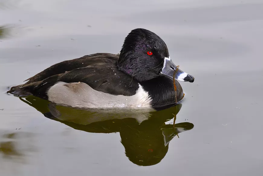 Ringneck