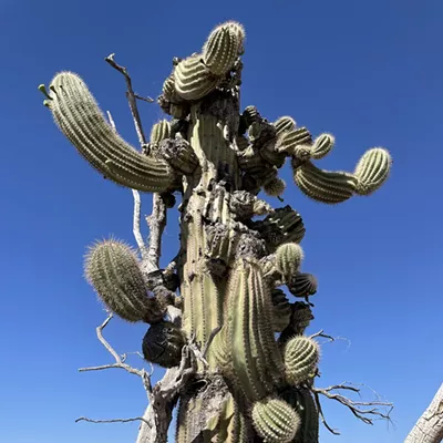 Image: The Daily Saguaro, Friday, 5/28/21