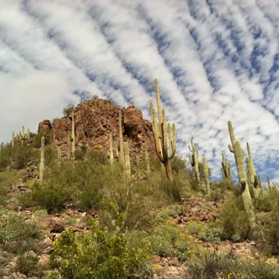 Image: The Daily Saguaro: Monday 3/22/2021