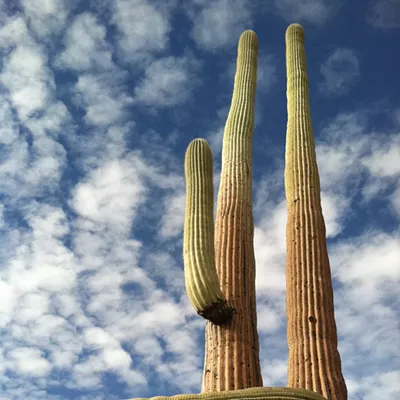 Image: The Daily Saguaro: Saturday, 3/20/21