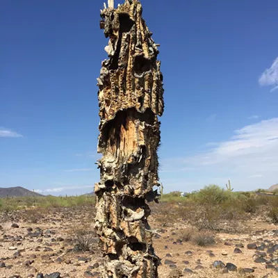 Image: The Daily Saguaro, Friday 4/23/21