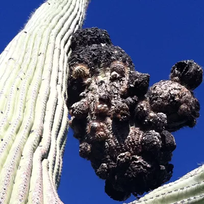 Image: The Daily Saguaro, Friday 4/30/21
