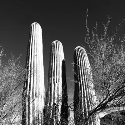 Image: The Daily Saguaro, Friday 6/4/21