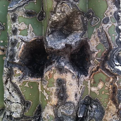 Image: The Daily Saguaro, Friday 7/2/21