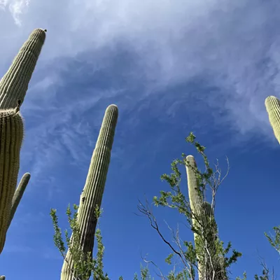 Image: The Daily Saguaro, Friday 8/6/21