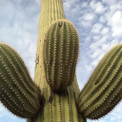 Image: The Daily Saguaro, Monday 4/5/21