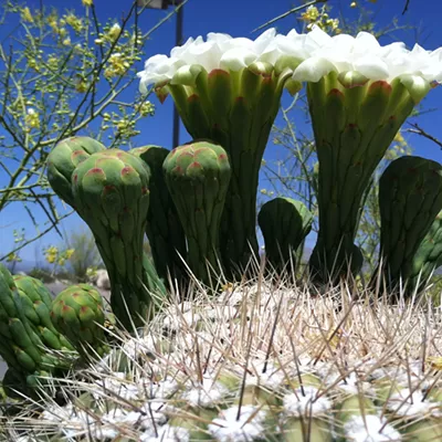Image: The Daily Saguaro, Monday 5/10/21