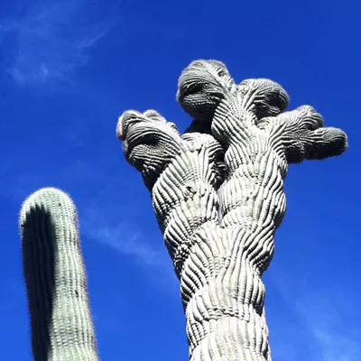 Image: The Daily Saguaro, Monday 7/5/21