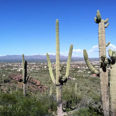 Image: The Daily Saguaro, Monday 8/2/21