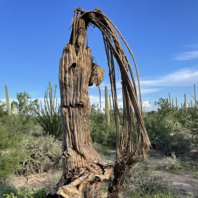 Image: The Daily Saguaro, Monday 8/9/21
