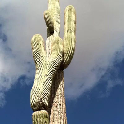 Image: The Daily Saguaro, Saturday 4/10/21