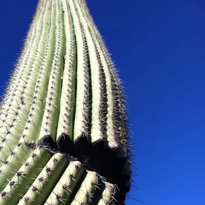 Image: The Daily Saguaro, Saturday 4/3/21