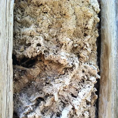 Image: The Daily Saguaro, Saturday 5/8/21
