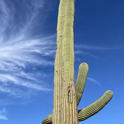 Image: The Daily Saguaro, Saturday, 8/7/21