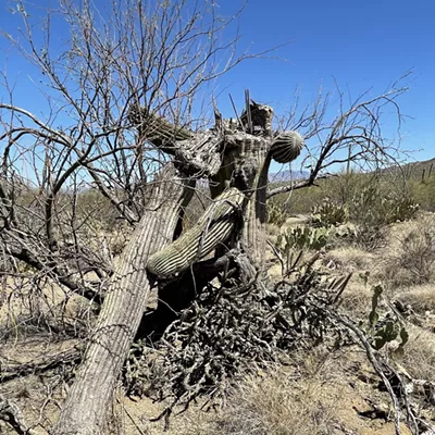 Image: The Daily Saguaro, Sunday 4/4/21