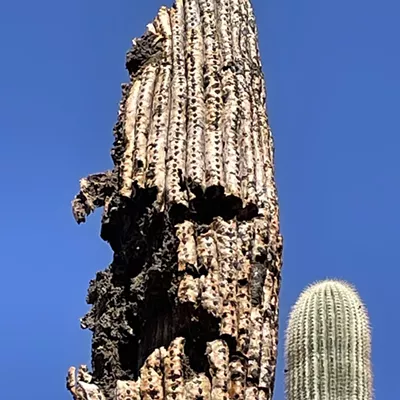 Image: The Daily Saguaro, Sunday 5/2/21