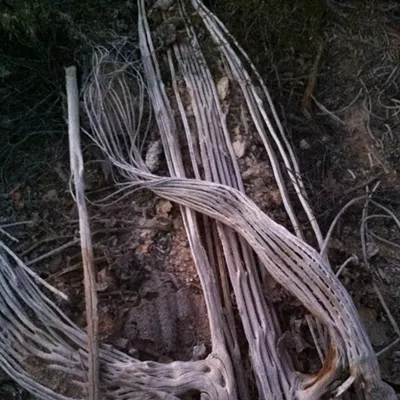 Image: The Daily Saguaro, Sunday 5/9/21