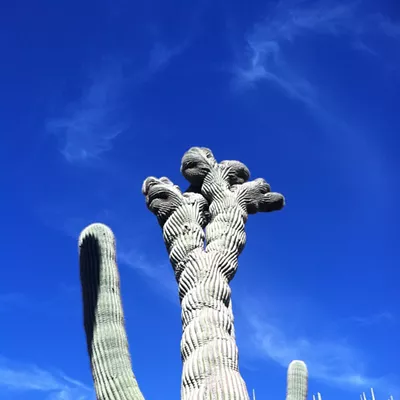 Image: The Daily Saguaro, Sunday 7/4/21