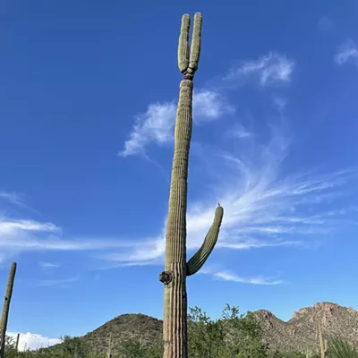 Image: The Daily Saguaro, Sunday 8/8/21