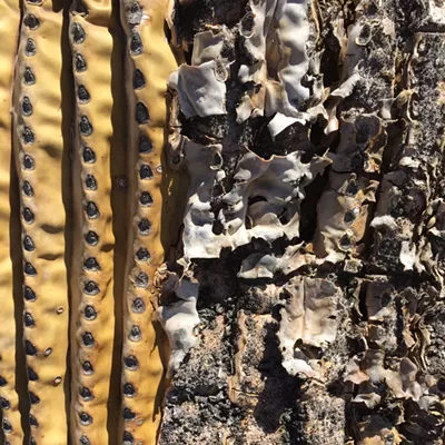 Image: The Daily Saguaro, Thursday, 5/20/21