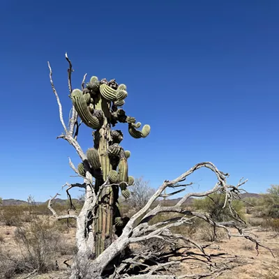 Image: The Daily Saguaro, Thursday, 5/27/21