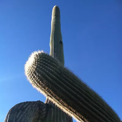 Image: The Daily Saguaro, Thursday 6/17/21