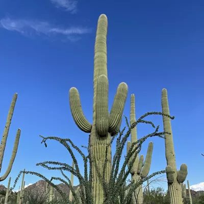 Image: The Daily Saguaro, Thursday 8/5/21