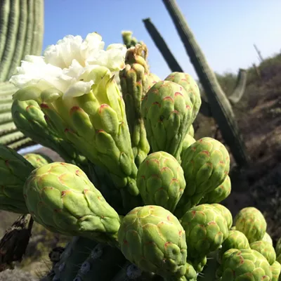 Image: The Daily Saguaro, Tuesday 5/11/21