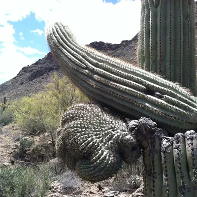 Image: The Daily Saguaro, Tuesday 8/3/21