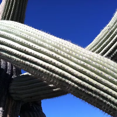 Image: The Daily Saguaro, Wednesday 6/23/21