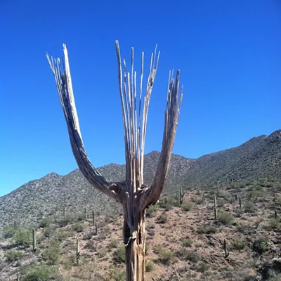 Image: The Daily Saguaro, Wednesday, 7/7/21