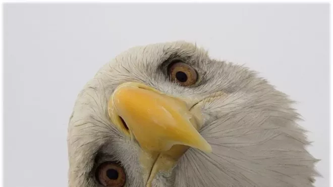 Image: The Eagle Has Landed