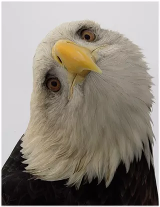 Image: The Eagle Has Landed