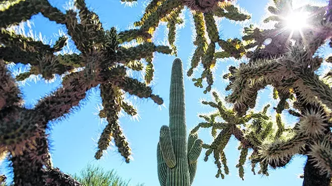 Image: Thorny Problem