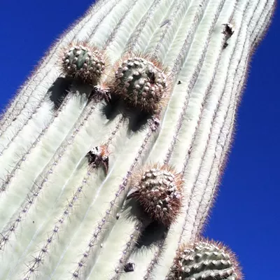 Image: The Daily Saguaro: Sunday, 3/21