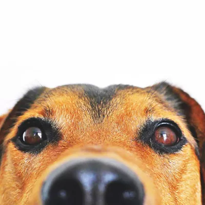 Image: Three Great Things to Do in Tucson Today: Monday, June 3