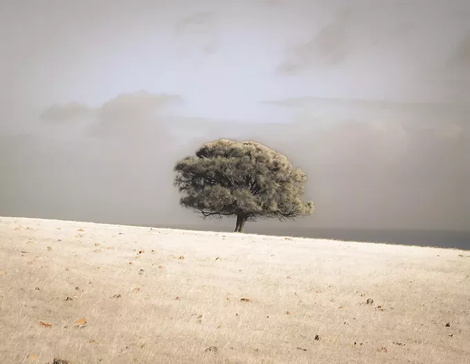 “Lone She-Oak by Ocean, Kangaroo Island, South Australia,” hand-colored archival pigment print © Kate Breakey. Showing at the Tucson Botanical Gardens Legacy Gallery through Jan. 13