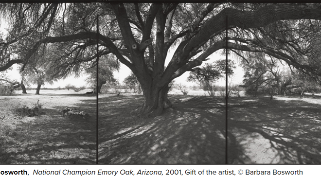 Image: Trees Stir in Their Leaves