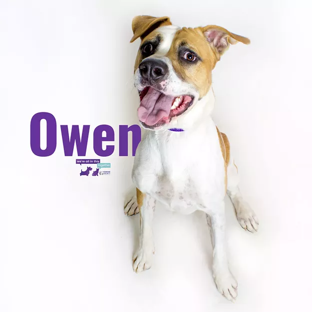 Owen Needs a Home