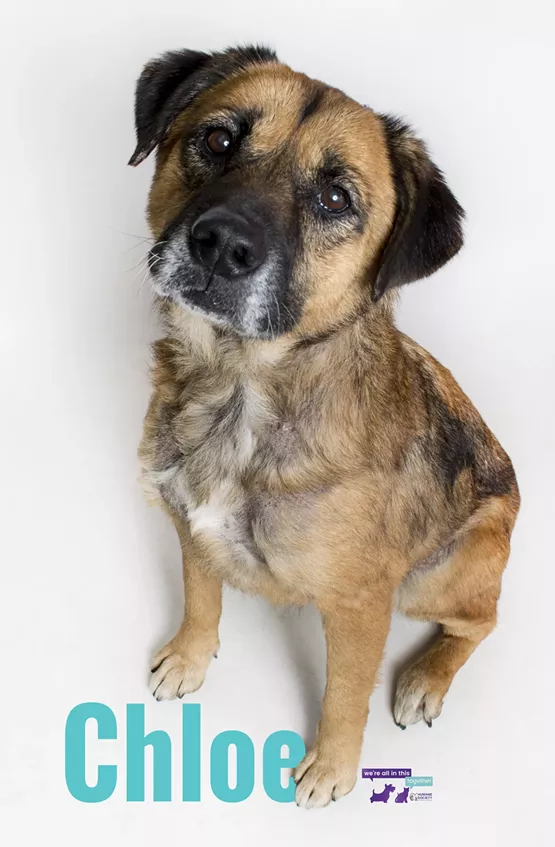 Chloe Needs a Home