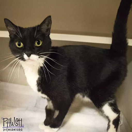 Phantom Needs a Home