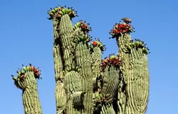 31 Great Things to Do in Tucson this Weekend: Friday June 15-Sunday June 17