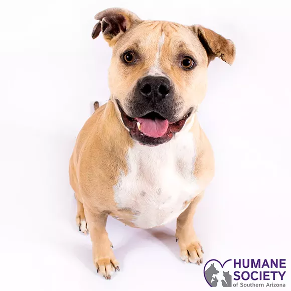 Gabby Needs a Home, or a Couch, But Mostly a Family