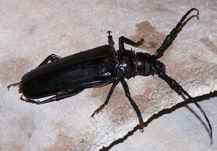 Beetle Invasion: The Rains are Here, So are the Bugs