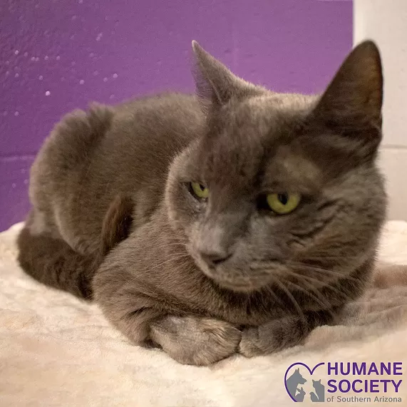 Gracie Needs a Home