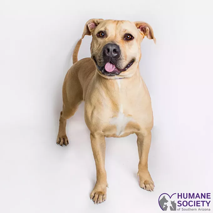 Honey Needs a Home
