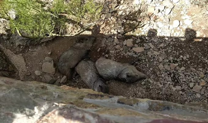 The Coolest Things I Saw as a Tucson Tourist and Tucson Local Media Intern