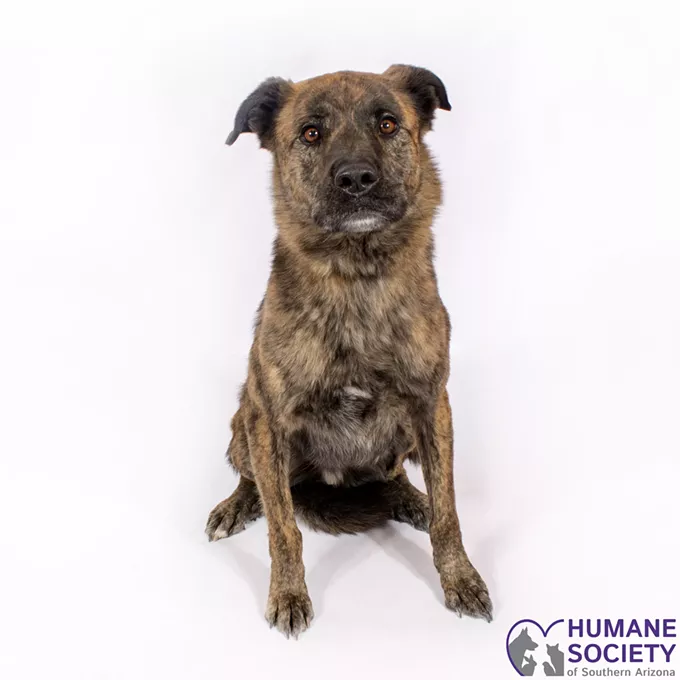 Charlie Needs a Home and a Yard