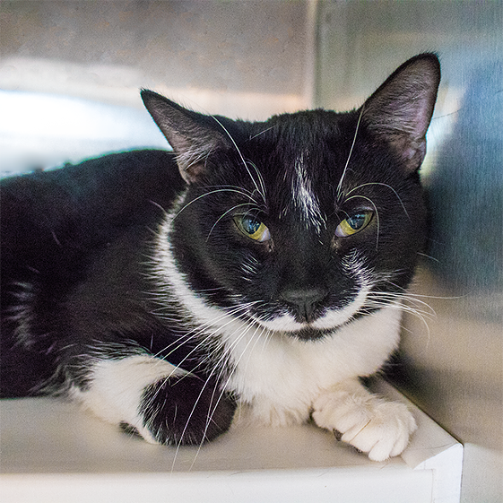 Sylvester Needs a Home